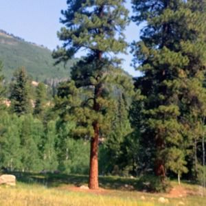 Meet your Posher, Joy